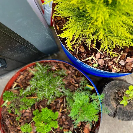 Garden - The Lotus بيت للعطل *