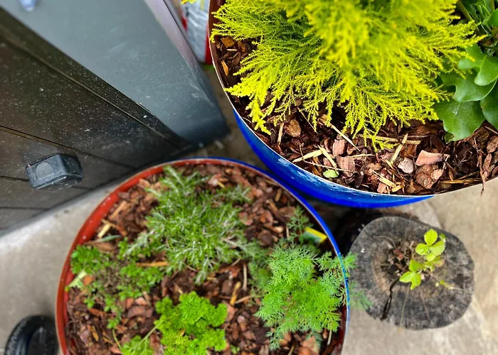 Garden - The Lotus בית נופש *